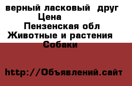 верный ласковый  друг! › Цена ­ 5 000 - Пензенская обл. Животные и растения » Собаки   